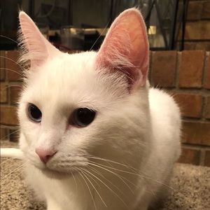 Meet your Posher, Letisha